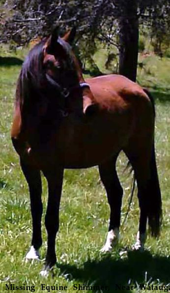 Missing Equine Shimmer, Near Watauga, TN, 37694